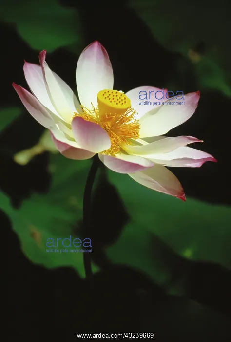 : Lotus, Sacred lotus, Nelumbo nucifera : Lotus, Sacred lotus, Nelumbo nucifera