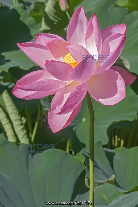 : Lotus, Sacred lotus, Nelumbo nucifera, Close up : Lotus, Sacred lotus, Nelumbo nucifera, Close up