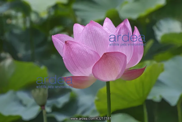 : Lotus, Sacred lotus, Nelumbo nucifera, Close up : Lotus, Sacred lotus, Nelumbo nucifera, Close up