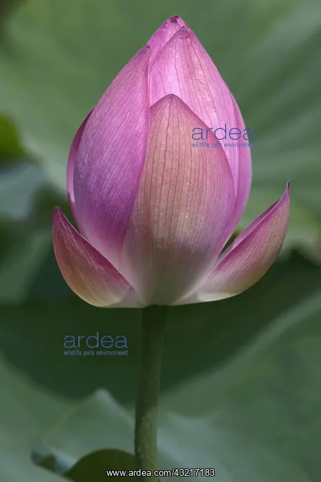 : Lotus, Sacred lotus, Nelumbo nucifera, Close up : Lotus, Sacred lotus, Nelumbo nucifera, Close up