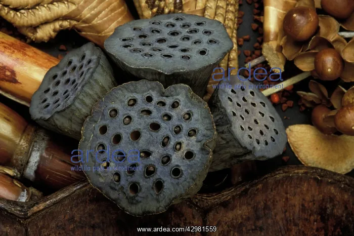 : Lotus Seeds - Exotics products for floral compositions : Lotus Seeds - Exotics products for floral compositions