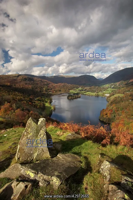 : Loughrigg Terrace looking over Grasmere - October : Loughrigg Terrace looking over Grasmere - October