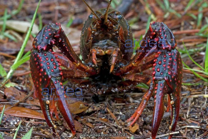 : Louisiana Crayfish / Crawfish : Louisiana Crayfish / Crawfish