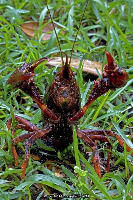 : Louisiana Crayfish / Crawfish : Louisiana Crayfish / Crawfish