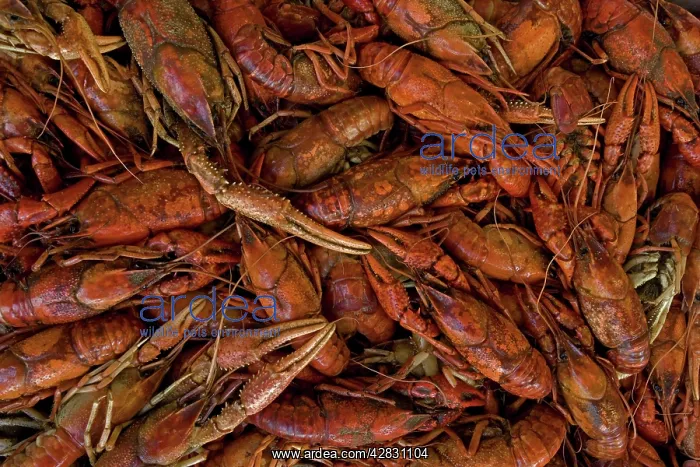 : Louisiana Crayfish / Crawfish - widely harvested for food : Louisiana Crayfish / Crawfish - widely harvested for food