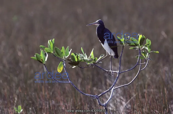 : Louisiana Heron : Louisiana Heron
