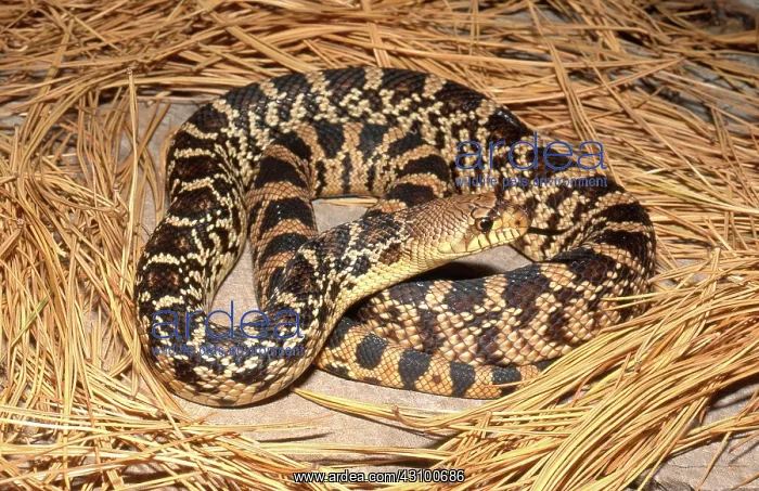 : Louisiana Pine Snake : Louisiana Pine Snake