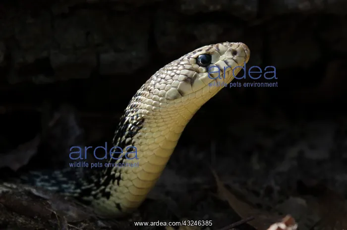 : Louisiana Pine Snake (Pituophis ruthveni) : Louisiana Pine Snake (Pituophis ruthveni)