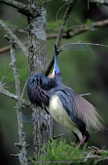 : Louisiana / Tri-coloured Heron - preening : Louisiana / Tri-coloured Heron - preening