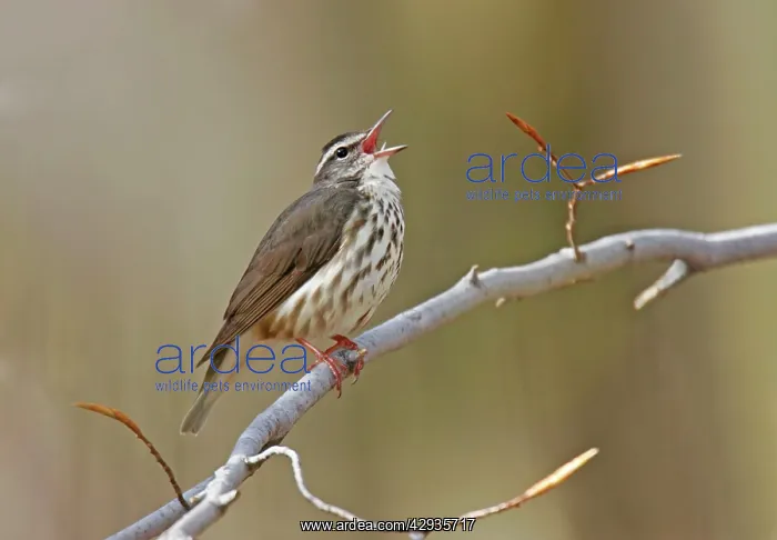 : Louisiana Waterthrush : Louisiana Waterthrush
