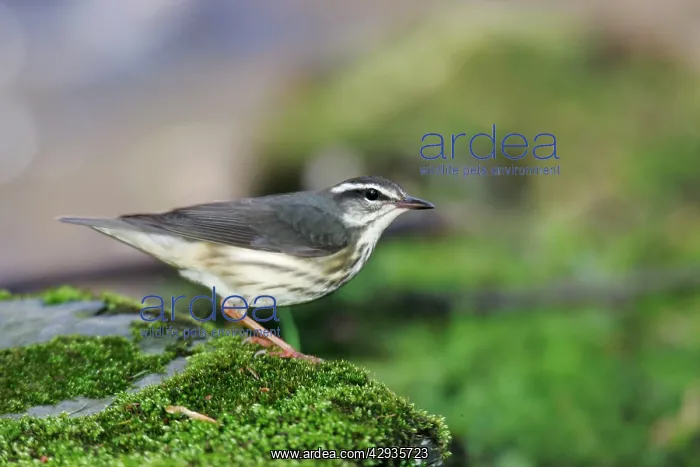 : Louisiana Waterthrush : Louisiana Waterthrush