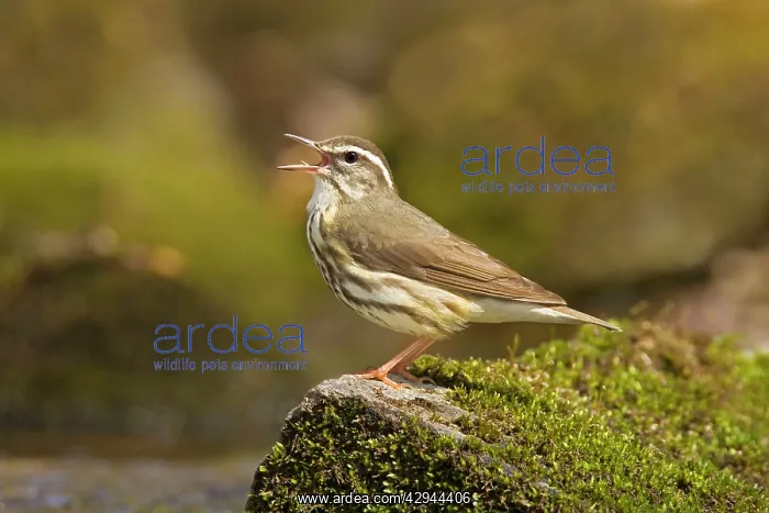  : Louisiana Waterthrush