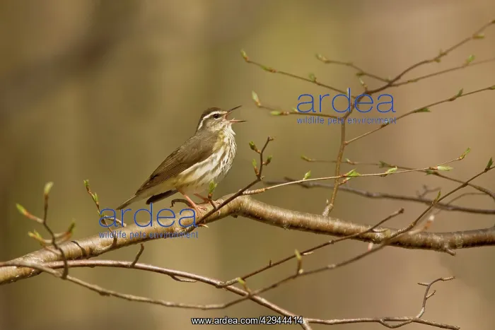 : Louisiana Waterthrush : Louisiana Waterthrush