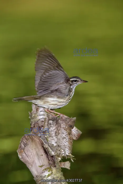 : Louisiana Waterthrush : Louisiana Waterthrush