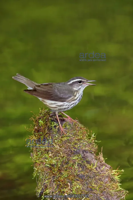 : Louisiana Waterthrush : Louisiana Waterthrush