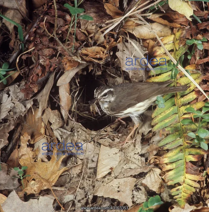 : Louisiana Waterthrush : Louisiana Waterthrush