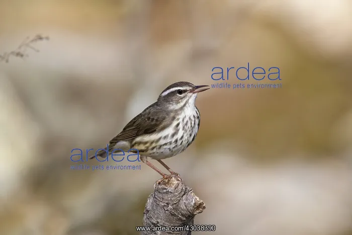 : Louisiana Waterthrush Seiurus motacilla along small for : Louisiana Waterthrush Seiurus motacilla along small for