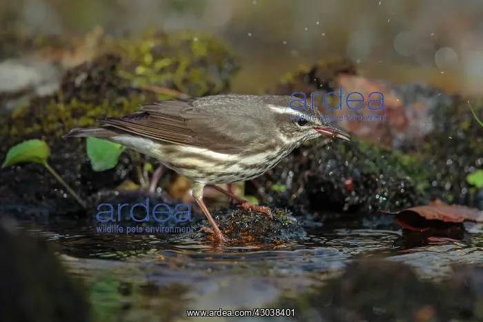 : Louisiana Waterthrush Seiurus motacilla along small for : Louisiana Waterthrush Seiurus motacilla along small for