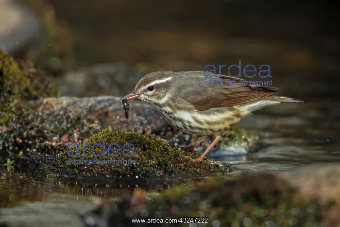 : Louisiana Waterthrush Seiurus motacilla along small for : Louisiana Waterthrush Seiurus motacilla along small for