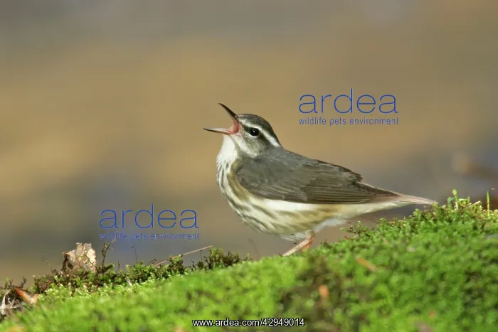 : Louisiana Waterthrush - Singing : Louisiana Waterthrush - Singing