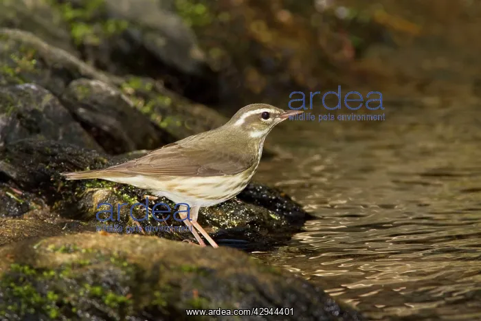 : Louisiana Waterthrush - on territory : Louisiana Waterthrush - on territory