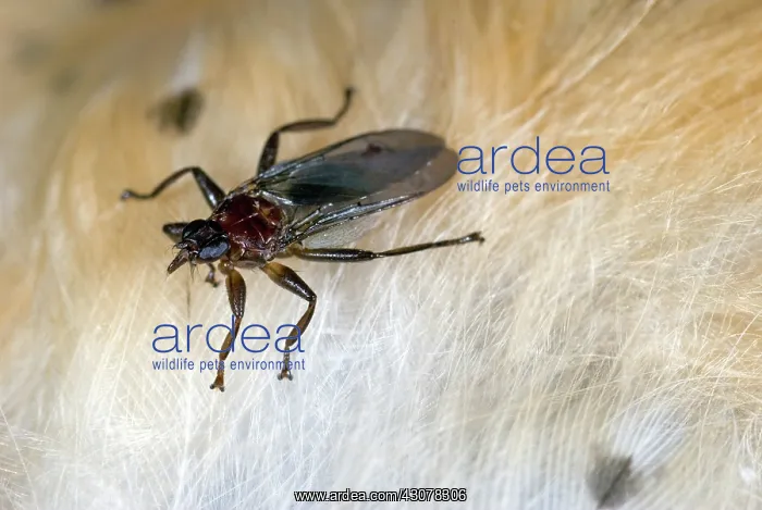 : Louse Fly, Lynchia americana, in the Family Hippoboscidae : Louse Fly, Lynchia americana, in the Family Hippoboscidae