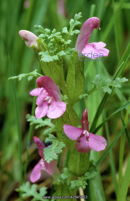  : Lousewort (Pedicularis sylvatica)