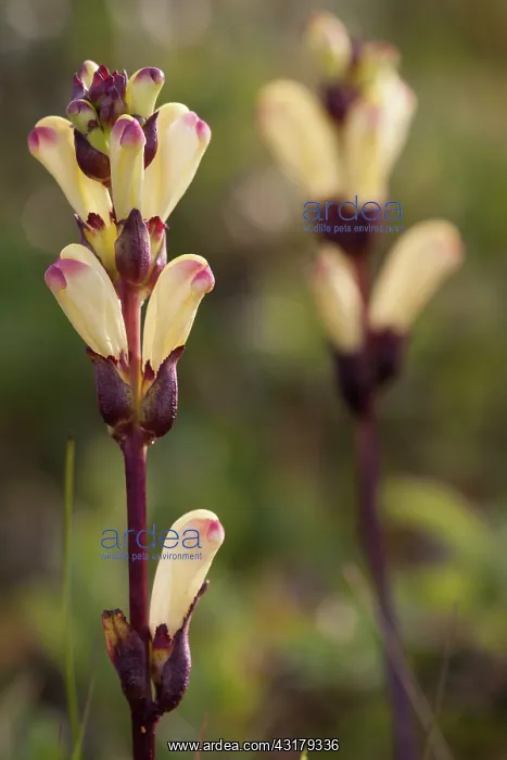 : Lousewort. flowering Lousewort (Pedicularis sceptrum-carolinum) : Lousewort. flowering Lousewort (Pedicularis sceptrum-carolinum)