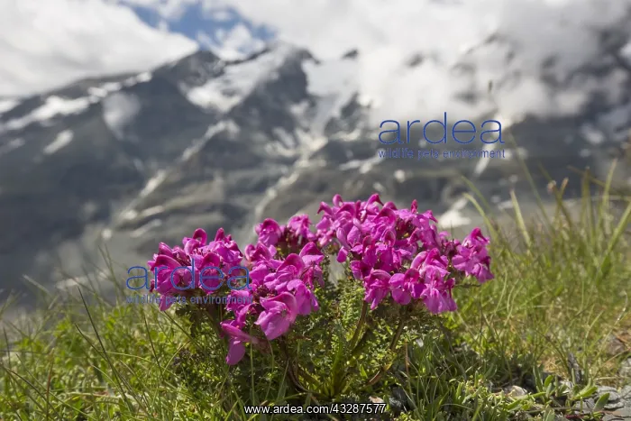  : Lousewort - flowering - Hohe Tauern National Park