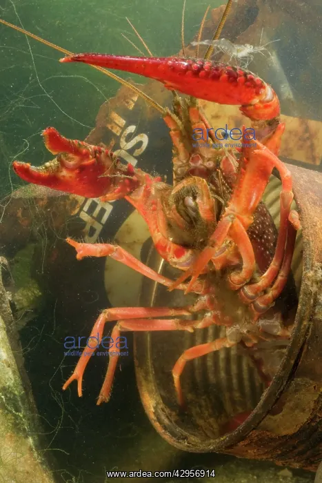 : Lousiana Crayfish - emerging from old drum underwater : Lousiana Crayfish - emerging from old drum underwater