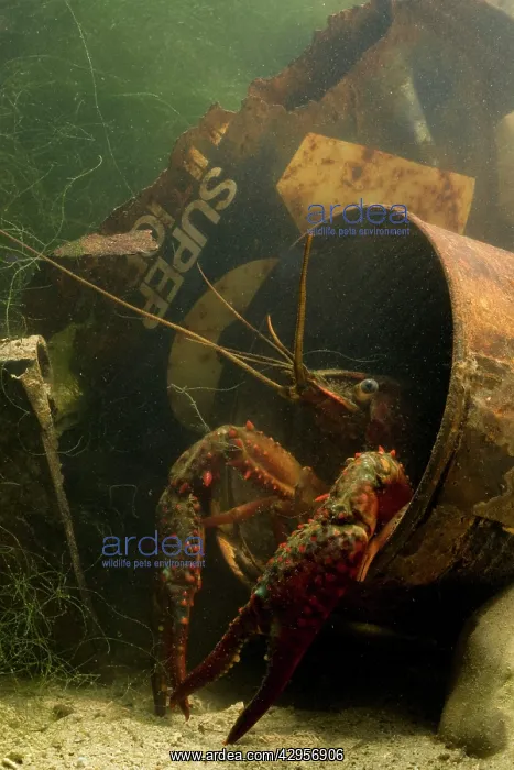 : Lousiana Crayfish - in old drum underwater : Lousiana Crayfish - in old drum underwater