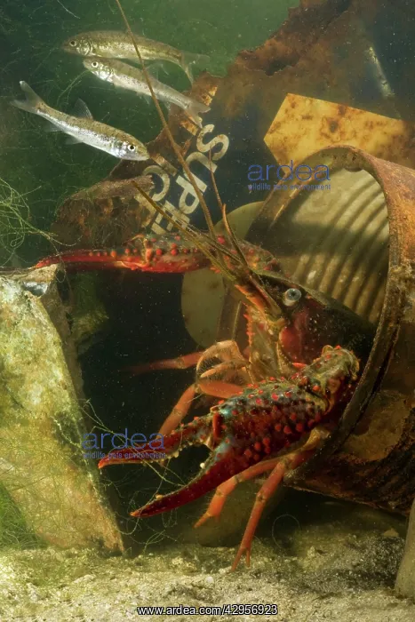 : Lousiana Crayfish - in old drum underwater - with : Lousiana Crayfish - in old drum underwater - with