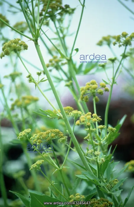 : Lovage, Levisticum officinale : Lovage, Levisticum officinale