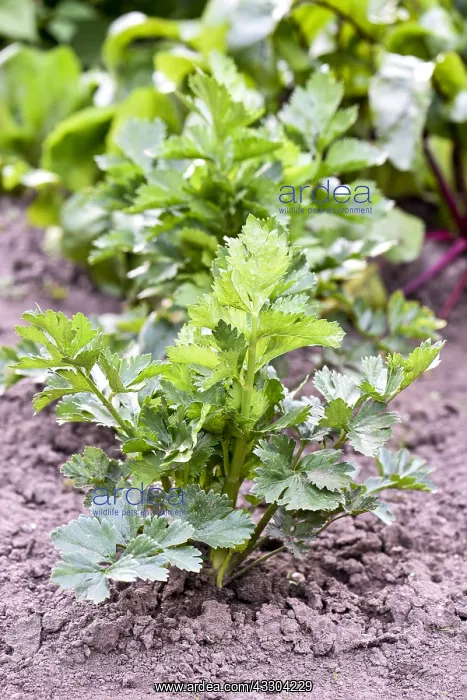  : Lovage (Levisticum officinale) in a garden in summer
