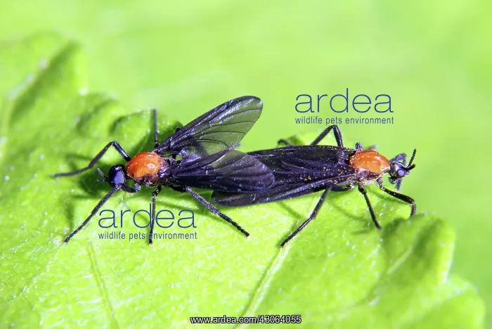 : Love Bugs, (Plecia nearctica), mating : Love Bugs, (Plecia nearctica), mating