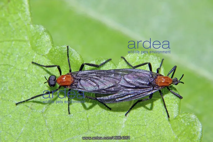 : Love Bugs, (Plecia nearctica), mating : Love Bugs, (Plecia nearctica), mating