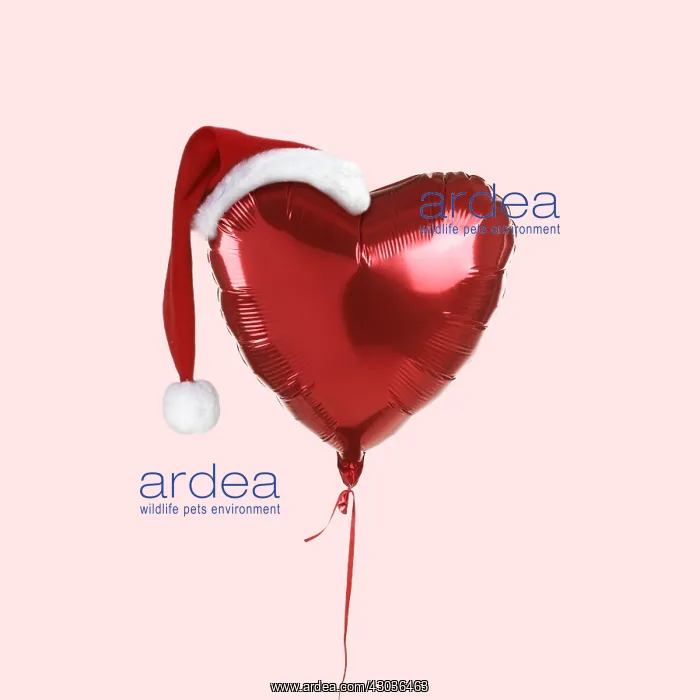 : Love Christmas, Balloon, heart shaped with Christmas hat : Love Christmas, Balloon, heart shaped with Christmas hat