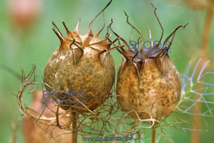 : Love-in-a-mist : Love-in-a-mist
