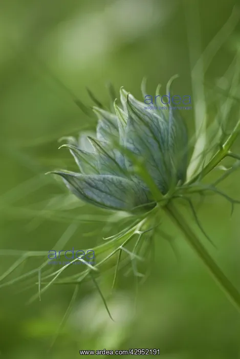: Love-in-a-mist : Love-in-a-mist