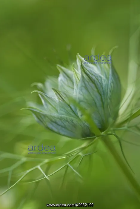 : Love-in-a-mist : Love-in-a-mist