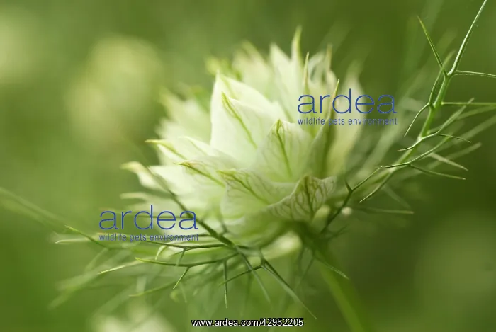 : Love-in-a-mist : Love-in-a-mist