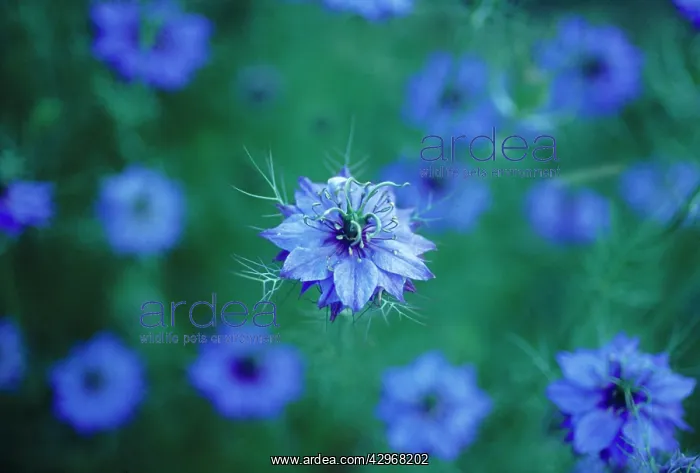 : Love-in-a-mist : Love-in-a-mist
