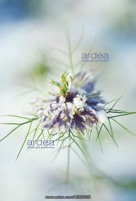 : Love-in-a-mist : Love-in-a-mist
