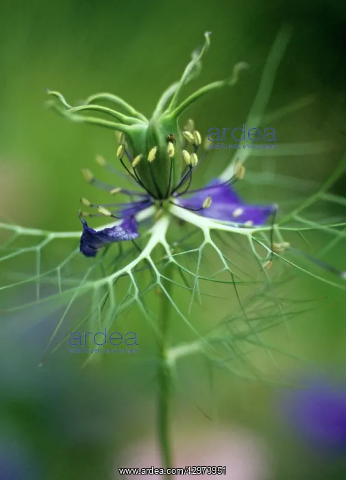 : Love-in-a-mist : Love-in-a-mist