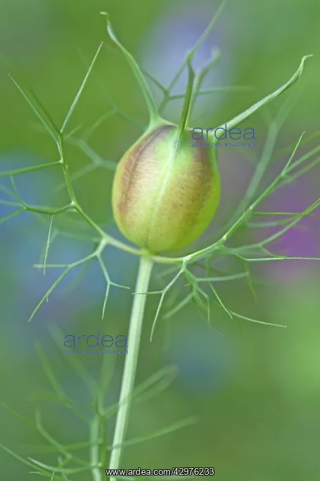 : Love-in-a-mist : Love-in-a-mist