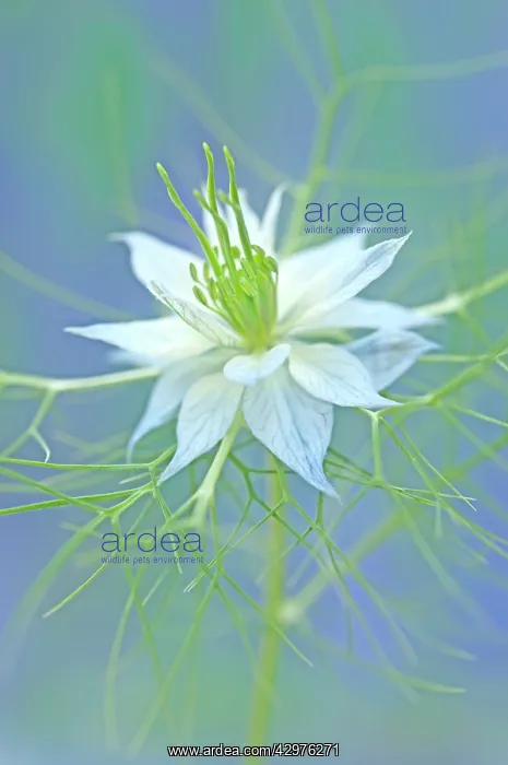 : Love-in-a-mist : Love-in-a-mist