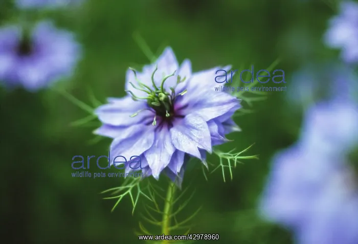 : Love-in-a-mist : Love-in-a-mist
