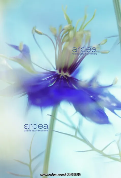 : Love-in-a-mist : Love-in-a-mist