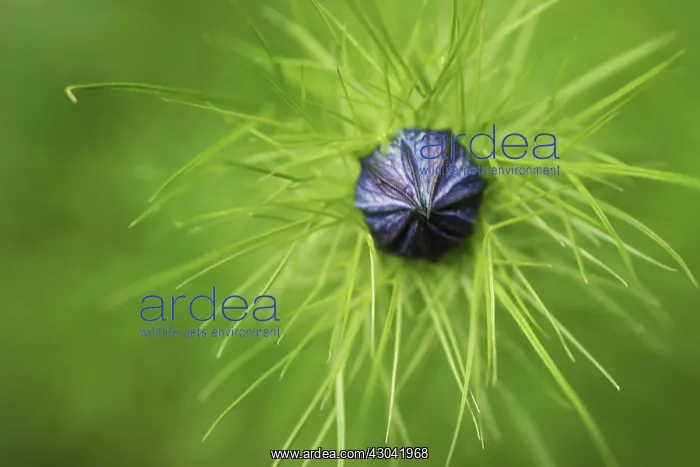 : Love-in-a-mist : Love-in-a-mist