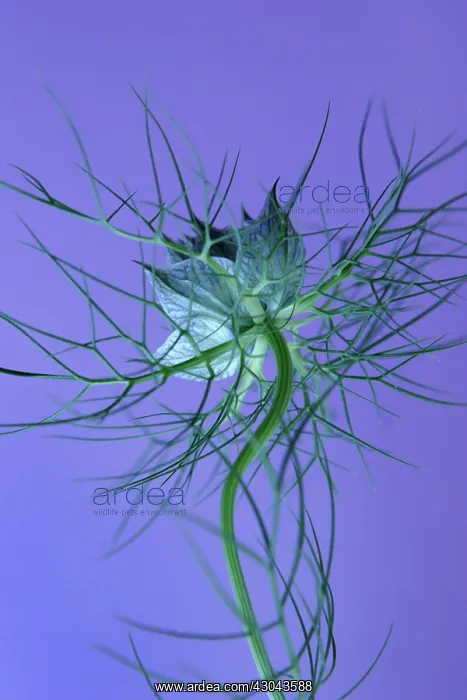 : Love-in-a-mist : Love-in-a-mist